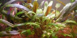 cryptocorine