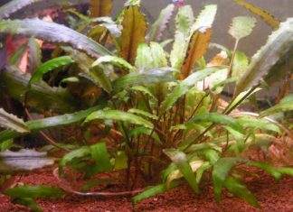 cryptocorine