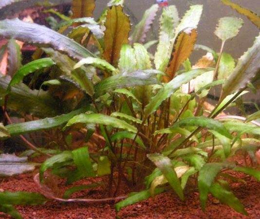 cryptocorine