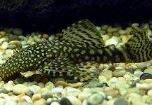poisson Ancistrus multispinis