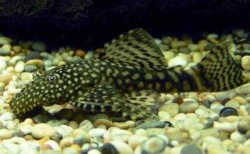 poisson Ancistrus multispinis