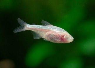 poisson Astyanax mexicanus