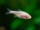 Fiche du poisson Astyanax mexicanus poisson Astyanax mexicanus