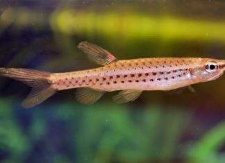poisson Copella nattereri
