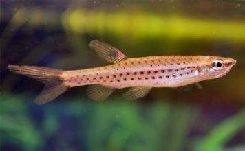 poisson Copella nattereri
