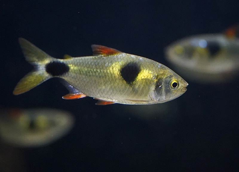 poisson Exodon paradoxus