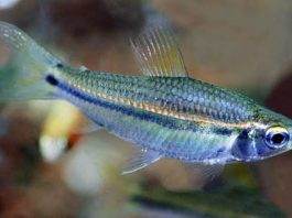 poisson Neolebias unifasciatus