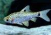 poisson Puntius sophore