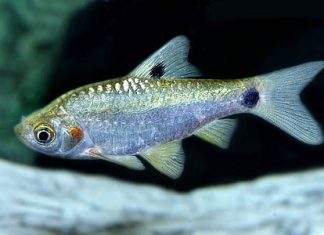 poisson Puntius sophore