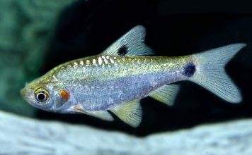 Fiche du poisson Puntius sophore poisson Puntius sophore