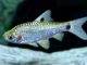 Fiche du poisson Puntius sophore poisson Puntius sophore