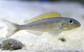 Fiche du poisson Xenotilapia flavipinnis poisson Xenotilapia flavipinnis