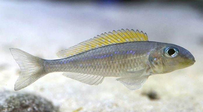 poisson Xenotilapia flavipinnis