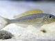 Fiche du poisson Xenotilapia flavipinnis poisson Xenotilapia flavipinnis
