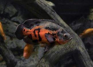 poisson oscar