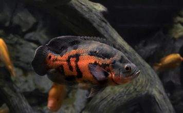 Fiche du poisson Astronotus ocellatus (oscar) poisson oscar
