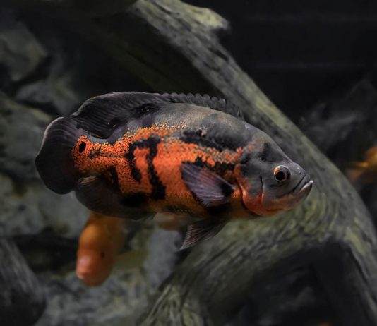 poisson oscar