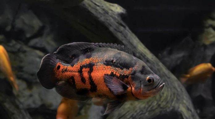 poisson oscar