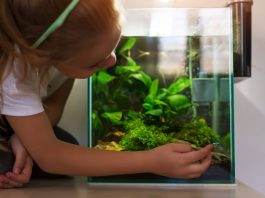 quels poissons pour nano aquarium