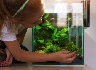 quels poissons pour nano aquarium