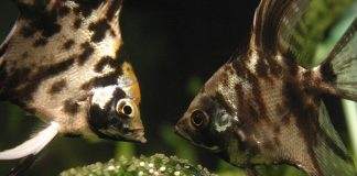 reproduction scalaire