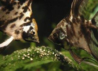 reproduction scalaire