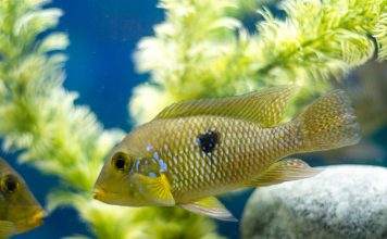 Fiche du poisson Geophagus brasiliensis Géophagus perlé du brésil