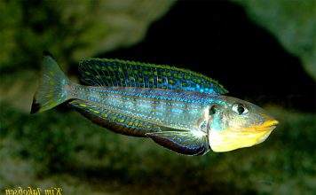 Xenotilapia melanogenys