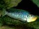 Fiche du poisson Enantiopus melanogenys Xenotilapia melanogenys