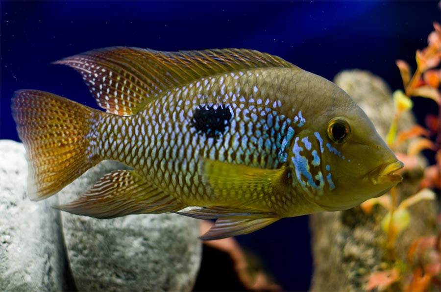 Fiche du poisson Geophagus brasiliensis - Aquablog