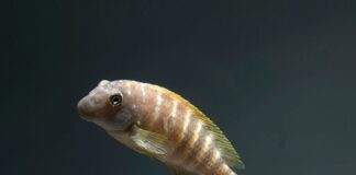 poisson eretmodus cyanostictus