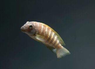 poisson eretmodus cyanostictus