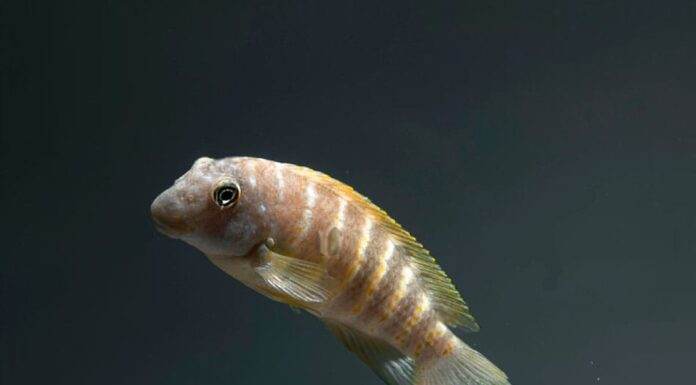 poisson eretmodus cyanostictus