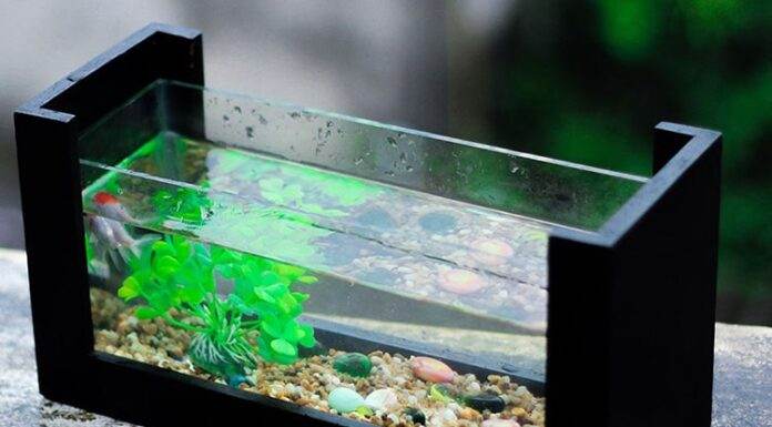dureté de l'eau en aquarium