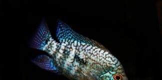 Herichthys carpintis (2)