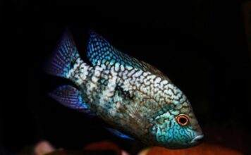 Herichthys carpintis (2)