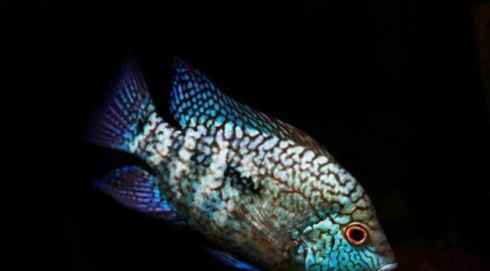 Herichthys carpintis (2)