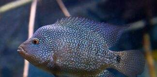 Herichthys cyanoguttatus (2)