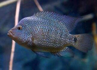 Herichthys cyanoguttatus (2)