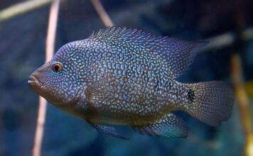 Fiche du poisson Herichthys cyanoguttatus Herichthys cyanoguttatus (2)