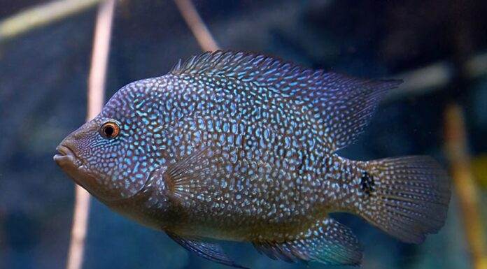 Herichthys cyanoguttatus (2)