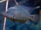 Herichthys cyanoguttatus (2)