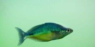 Melanotaenia affinis