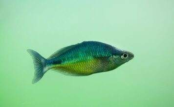 Fiche du poisson Melanotaenia affinis Melanotaenia affinis