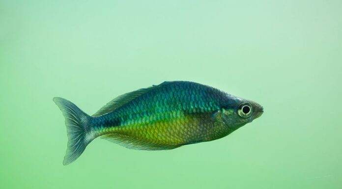 Melanotaenia affinis
