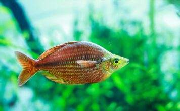 Fiche du poisson Melanotaenia herbertaxelrodi Melanotaenia herbertaxelrodi (2)