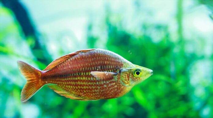 Fiche du poisson Melanotaenia herbertaxelrodi Melanotaenia herbertaxelrodi (2)