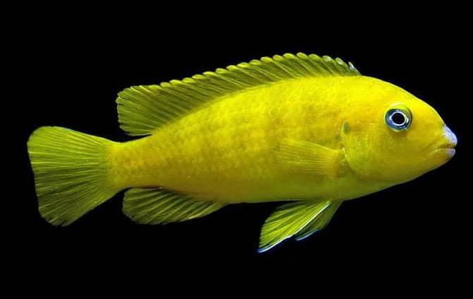 femelle poisson Pseudotropheus saulosi