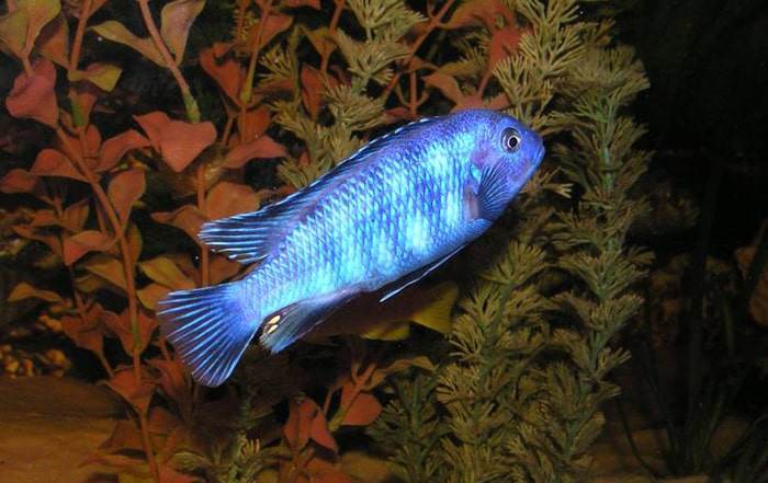 male poisson Pseudotropheus saulosi