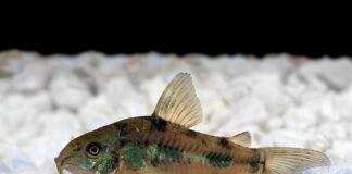 poisson Corydoras paleatus (1)